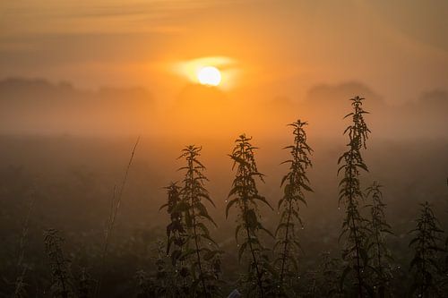 Brandnetel in vuur en vlam