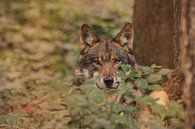 Wolf in het bos van Geke Woudstra thumbnail