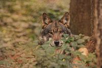 Wolf in het bos