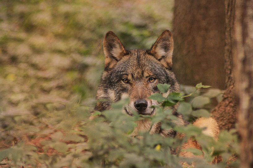 Wolf in het bos van Geke Woudstra