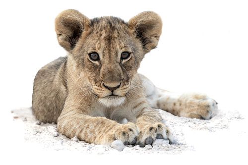 Leeuwenwelp - High Key