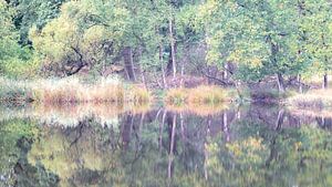 Reflections Noorderheide