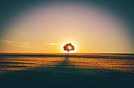 Lonely tree in the field by Fotos by Jan Wehnert thumbnail