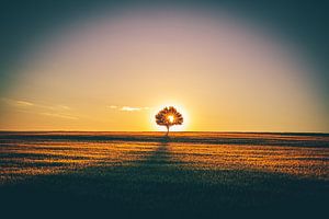 Einsamer baum im Feld