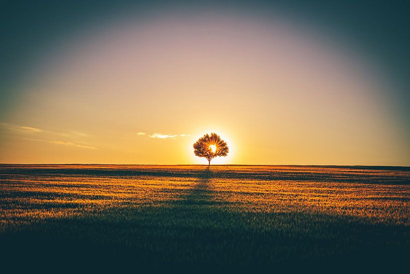 Eenzame boom in het veld van Fotos by Jan Wehnert