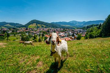 Ziege an der Panoramaschleife in Oberstaufen im Sommer von Leo Schindzielorz