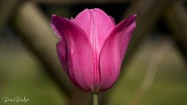 Tulip from the garden by Diederik De Mezel