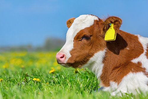 Portret kop van bruin met wit kalf dat in weide ligt