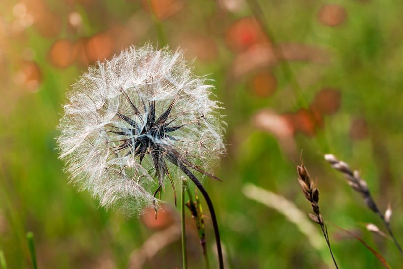 Pusteblume von Kurt Krause