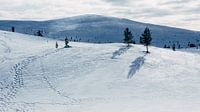 Snowy landscape Finnish Lapland || Arctic Circle, Finland by Suzanne Spijkers thumbnail
