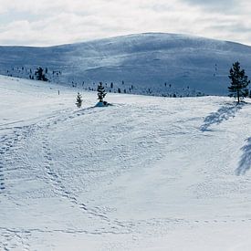 Snowy landscape Finnish Lapland || Arctic Circle, Finland by Suzanne Spijkers