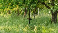 Swing from a wooden disc hangs on a rope in a feral garden vergrown garden