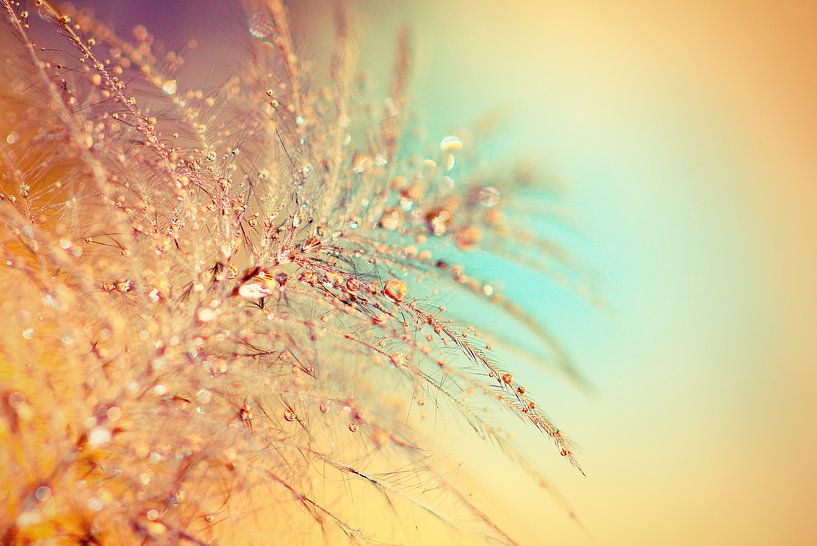 mini feather with drops by Els Fonteine