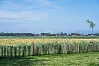Landscape with wheat field and meadows with the village of Pingjum in the background
