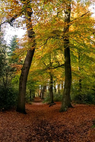 Waldweg im Herbst von Franke de Jong