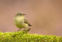 Chiffchaff in beautiful setting