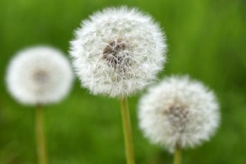 Paardenbloemen pluis van Patricia van Nes