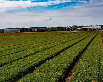 Tulpen veld van Truckpowerr