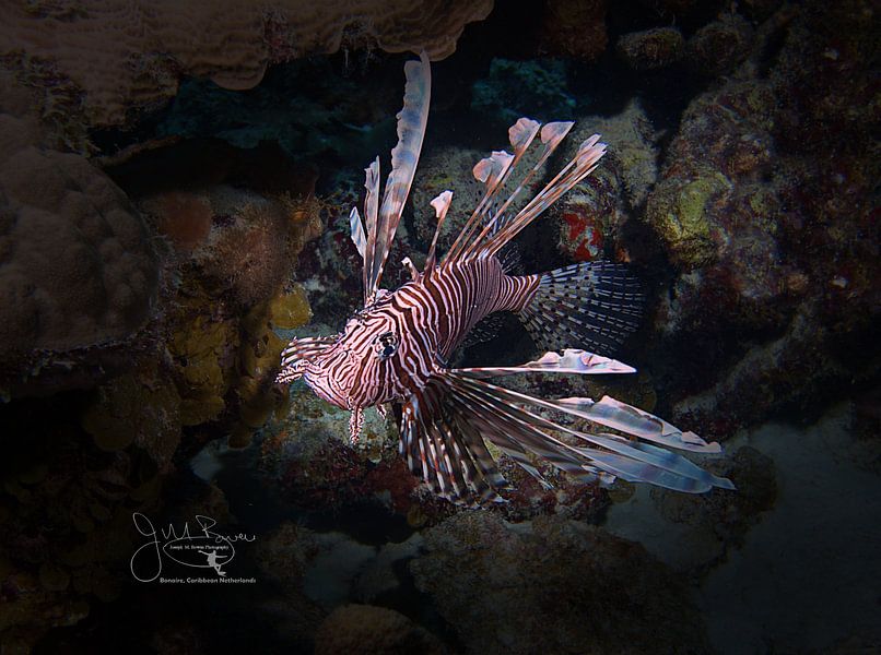 Lionfish, Bonaire by Joseph M. Bowen Photography