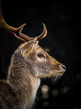 Fallow deer in the Amsterdam Water Supply Dunes by Kayleigh Heppener