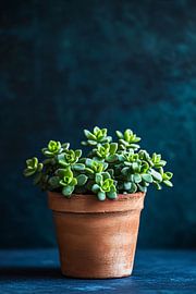Succulent plant in terracotta pot by Imperial Art House