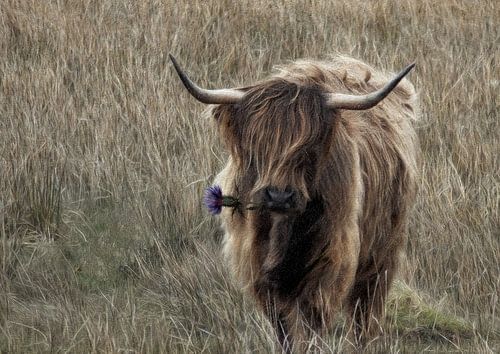 De Schotse Hooglander