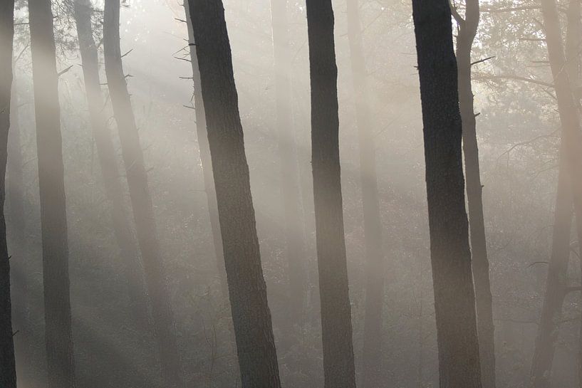 Soleil du matin dans la forêt par whmpictures .com