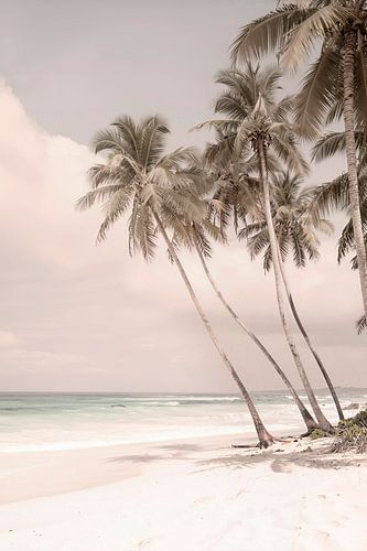 Palmparadijs