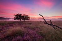 Zonsopkomst op de Heide