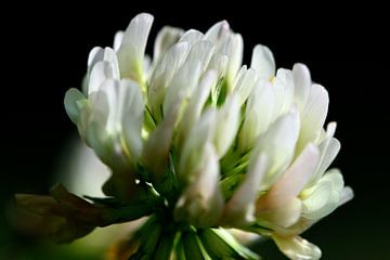 Flower of a white clover