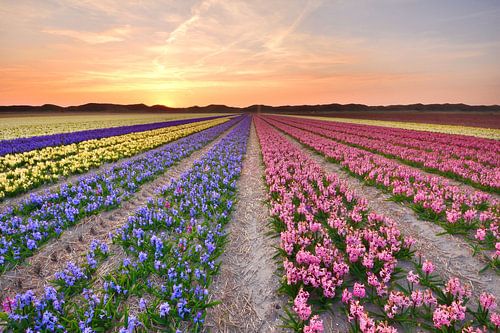 Les jacinthes au coucher du soleil