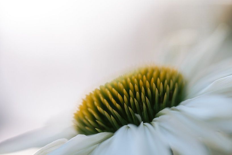Whisperflower by Marika Huisman fotografie