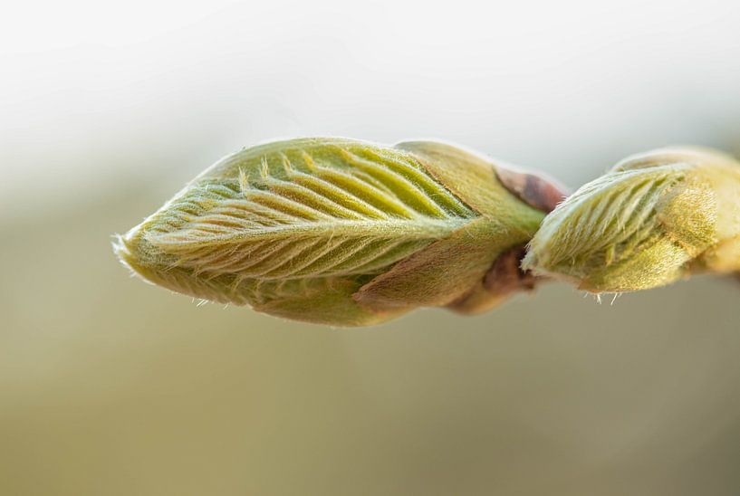 Burgeoning life by Stephan Krabbendam