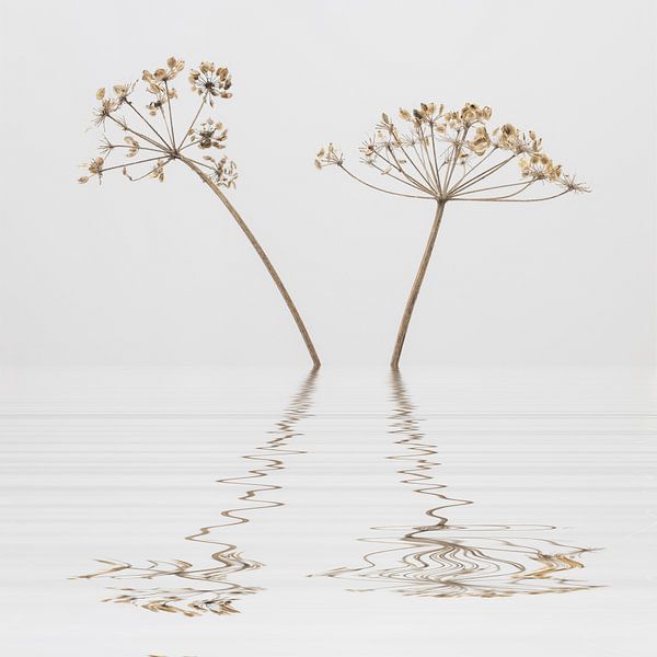 Beauty of Nature 6 by Andrea Haase