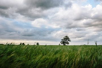 Arbre dans la roselière sur Wilko Visscher