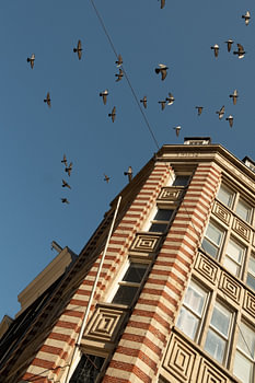 Amsterdamer Rhythmus – Vögel über einer historischen Fassade