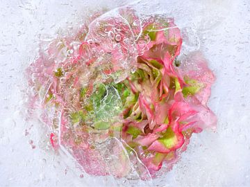 Rose in ice