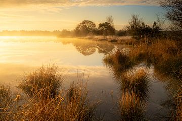 Brume matinale sur un petit lac dans les bois sur Wilko Visscher