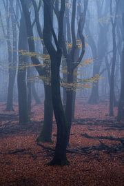 Forest photography "Golden leaves"