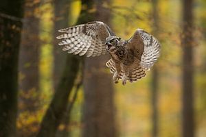 Eulen der Welt... Virginia-Uhu ( Bubo virginianus ) in Aktion