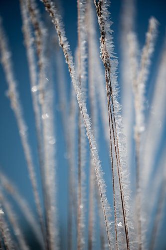 Rietstengels met IJs 