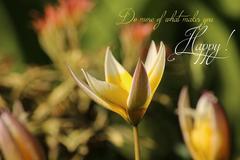 Do more of what makes you happy - bloem - Foto met tekst by Wilma Meurs