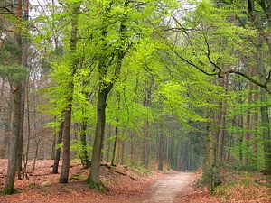 Les hêtres au printemps