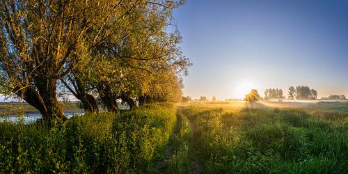 Mistbanken op een zomerochtend in de Ooijpolder