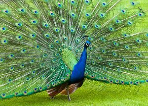 Stolz wie ein Pfau