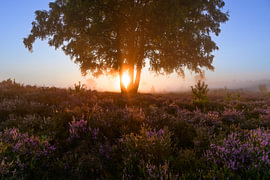 Sunrise over a heather landscape by Sjoerd van der Wal Photography