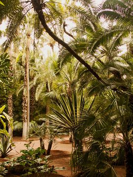 Jardin du Maroc sur Studio Stiep