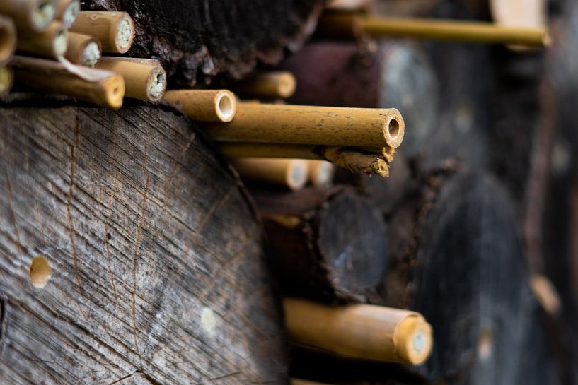 Bambus-Insektenhotel von Jolanda de Jong-Jansen