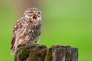 Chouette chevêche, Athènes noctua sur Beschermingswerk voor aan uw muur