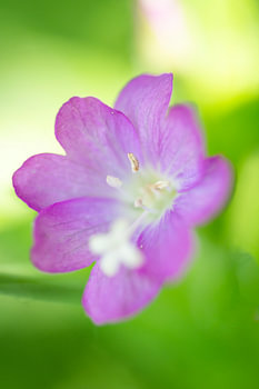The Willow Rose